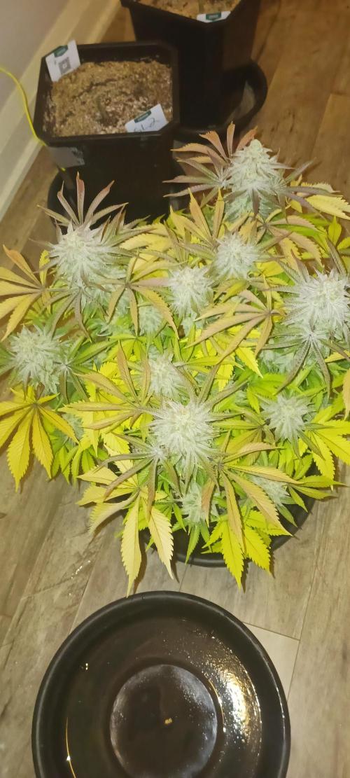 Winter-Spring 2026. Week 13 - GDP6 Flash