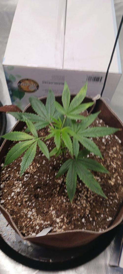 2nd 2026 PInk Kush 3 phenos Cuts. Week 1