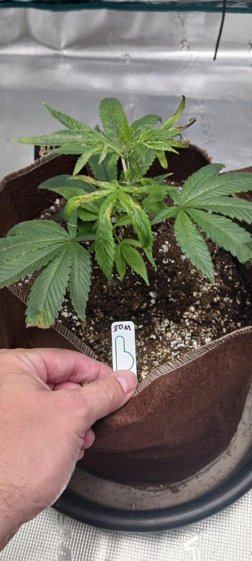 2nd 2026 PInk Kush 3 phenos Cuts. Week 1