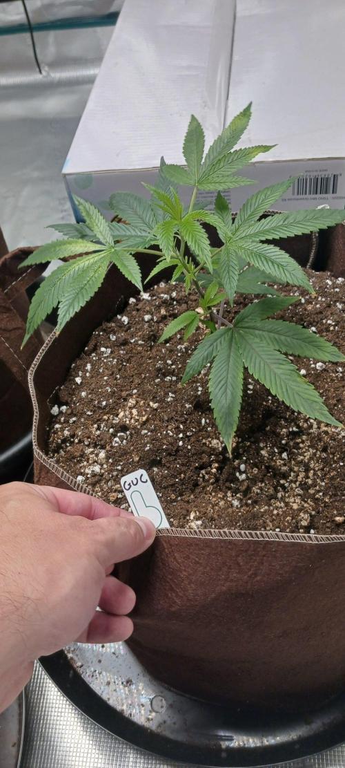 2nd 2026 PInk Kush 3 phenos Cuts. Week 1