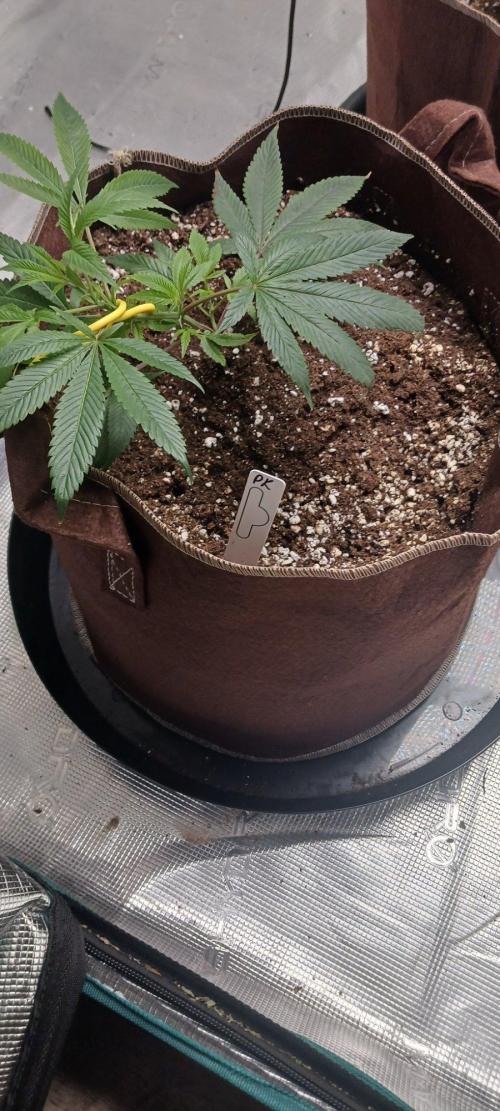 2nd 2026 PInk Kush 3 phenos Cuts. Week 1