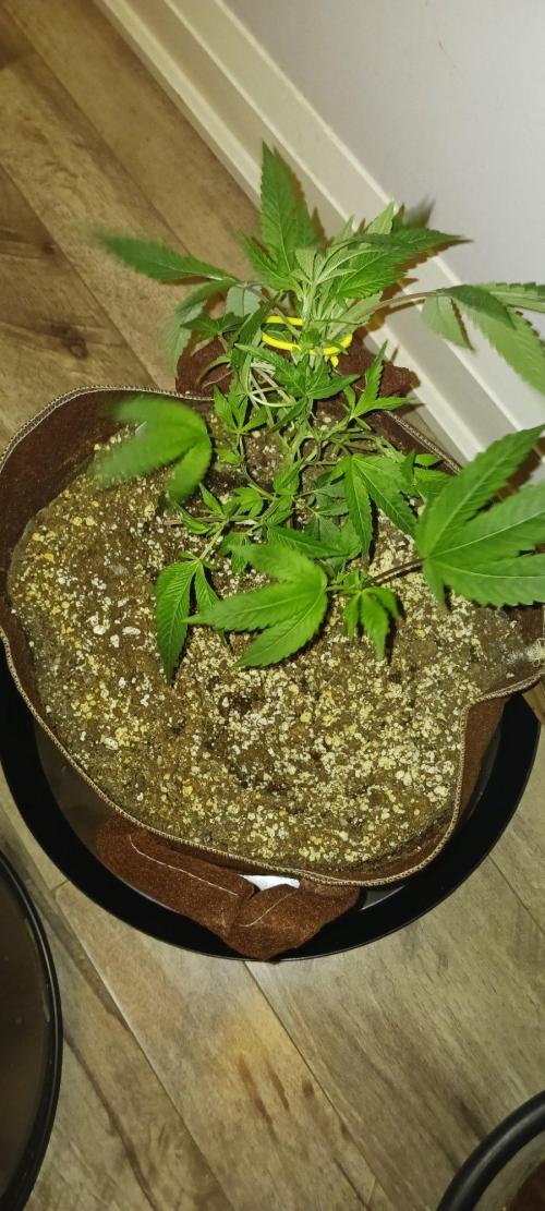 2nd 2026 PInk Kush 3 phenos Cuts. Week 3