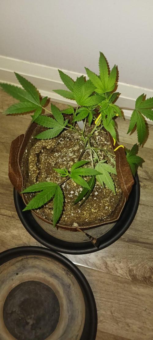 2nd 2026 PInk Kush 3 phenos Cuts. Week 3