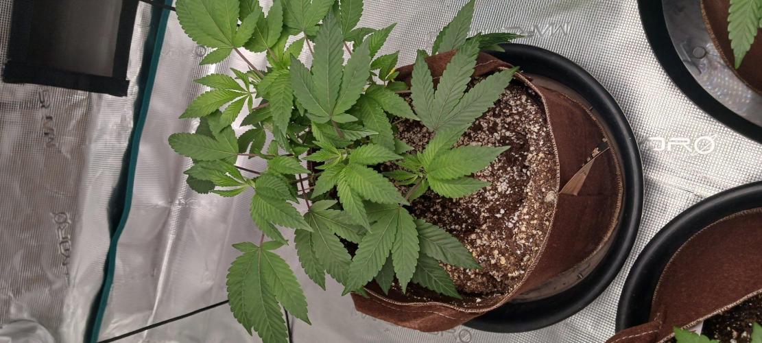 2nd 2026 PInk Kush 3 phenos Cuts. Week 4
