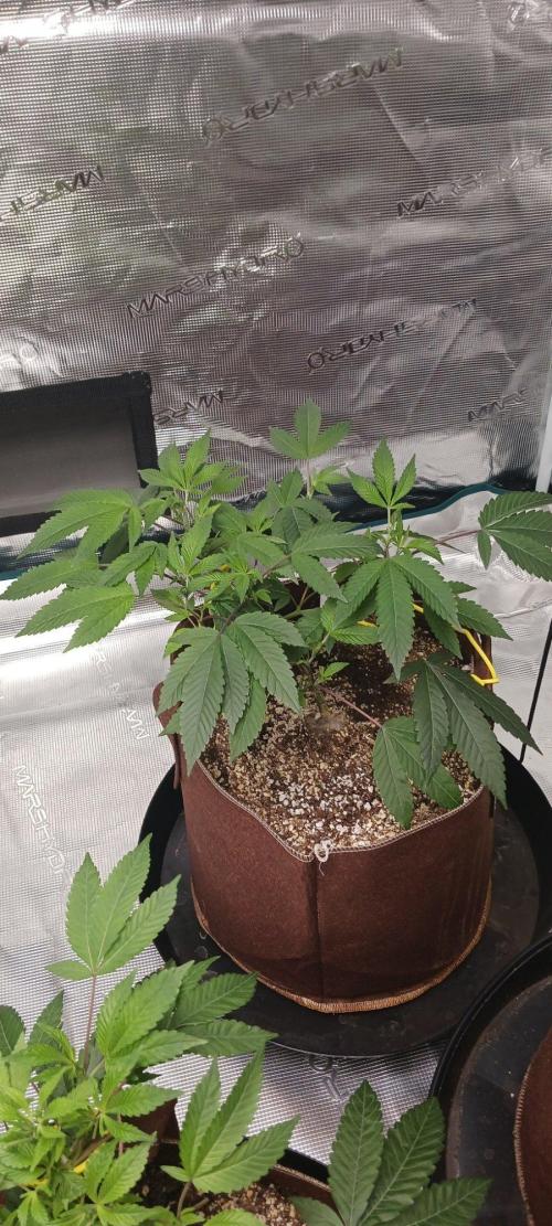 2nd 2026 PInk Kush 3 phenos Cuts. Week 4