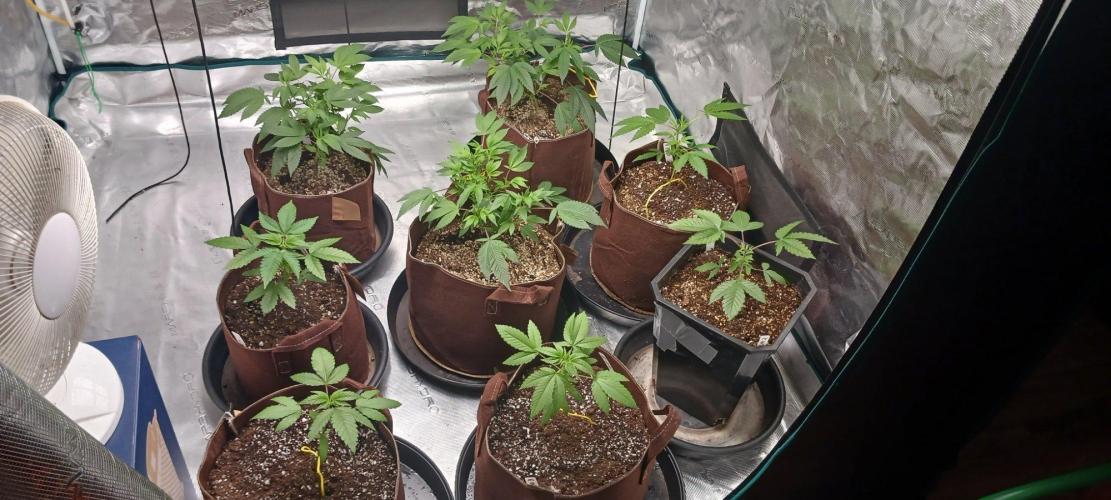 2nd 2026 PInk Kush 3 phenos Cuts. Week 4