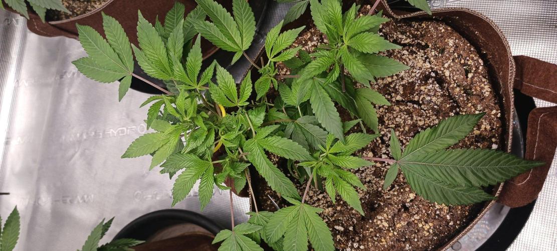 2nd 2026 PInk Kush 3 phenos Cuts. Week 4