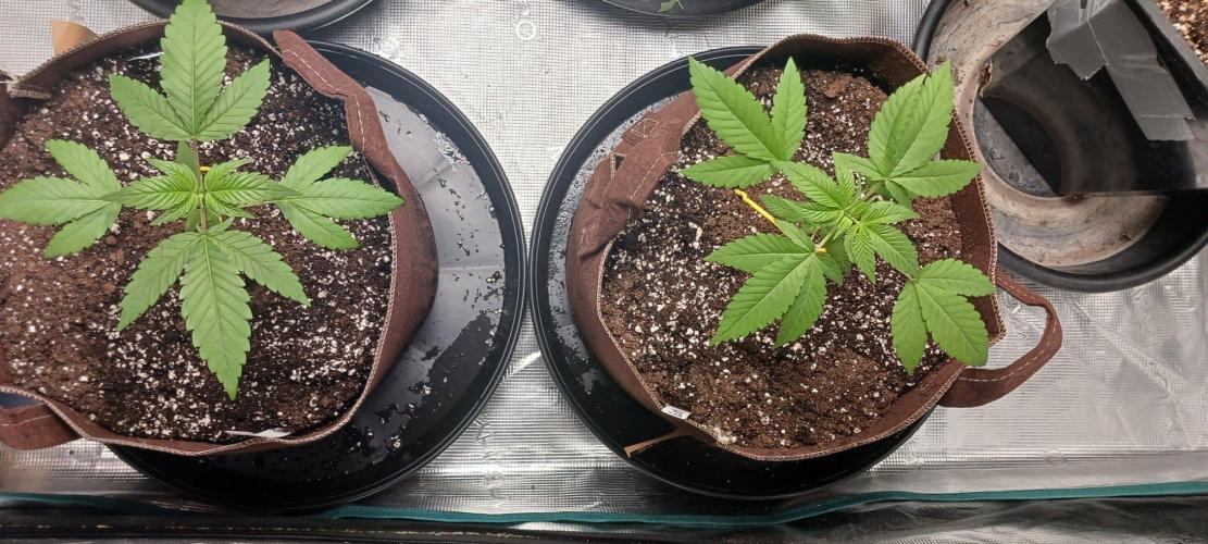 2nd 2026 GMAC JOTI Grape Diamonds ETHOS. Week 4 - Newly Transplanted GD 2 and GD 3