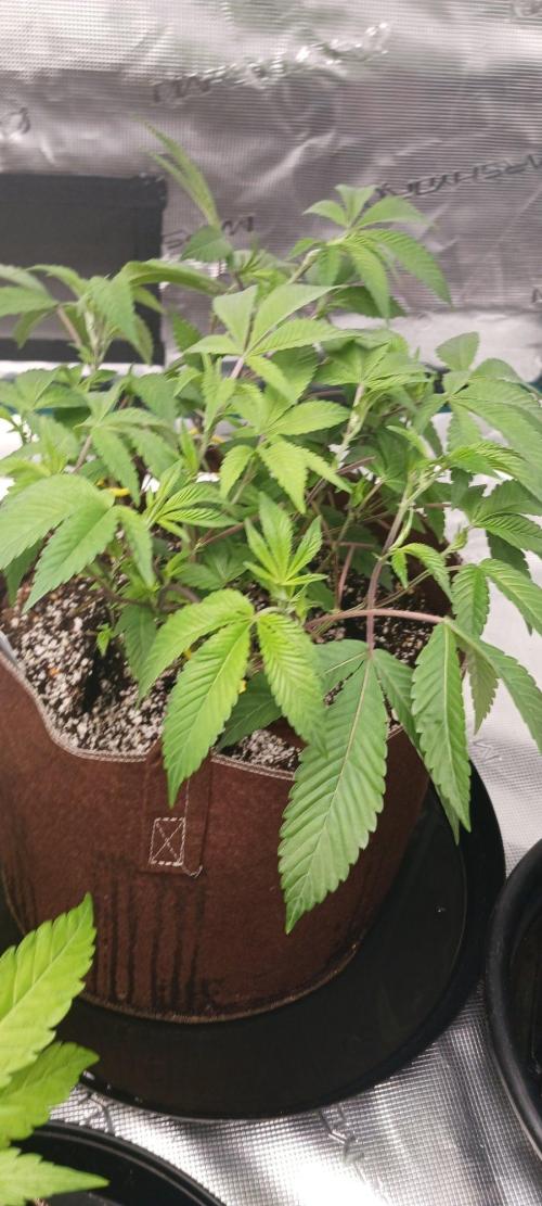 2nd 2026 PInk Kush 3 phenos Cuts. Week 5