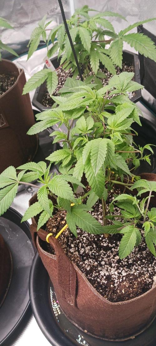 2nd 2026 PInk Kush 3 phenos Cuts. Week 5