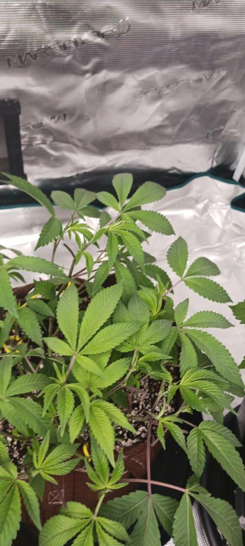 2nd 2026 PInk Kush 3 phenos Cuts. Week 5