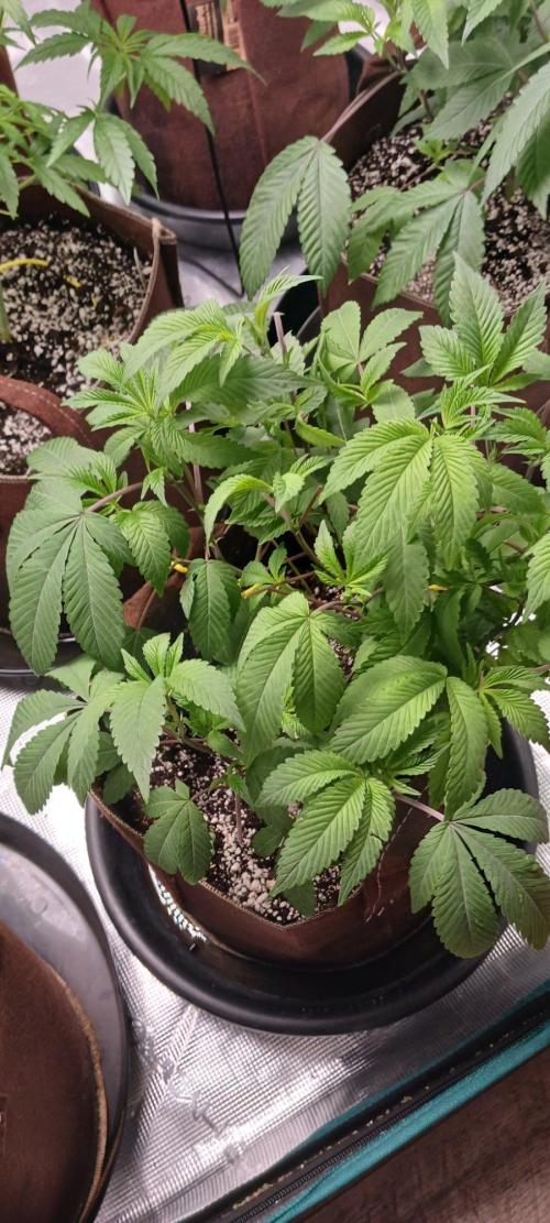 2nd 2026 PInk Kush 3 phenos Cuts. Week 6
