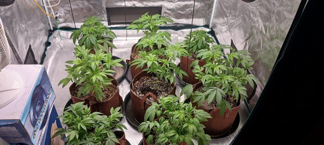2nd 2026 PInk Kush 3 phenos Cuts. Week 6