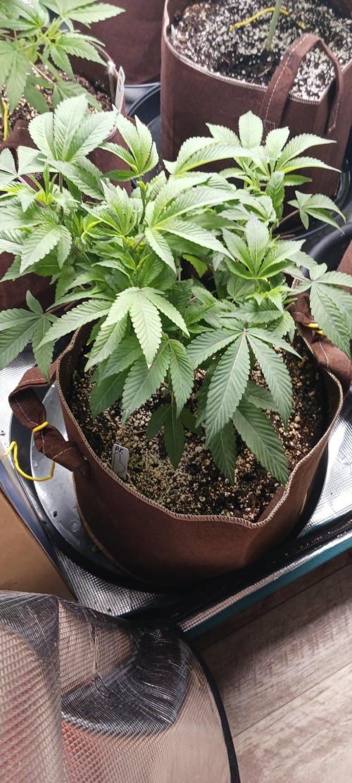 2nd 2026 PInk Kush 3 phenos Cuts. Week 6
