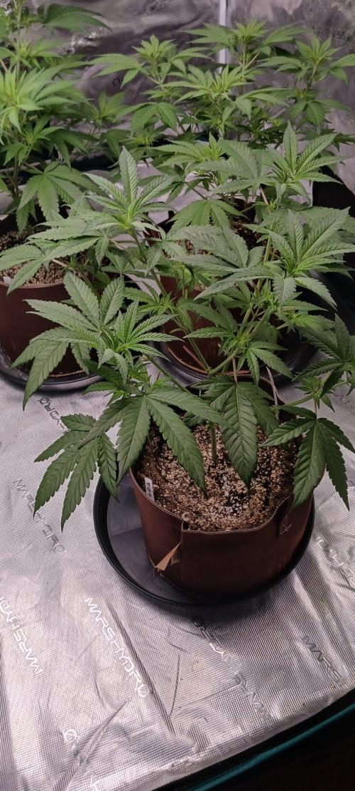 2nd 2026 GMAC JOTI Grape Diamonds ETHOS. Week 7