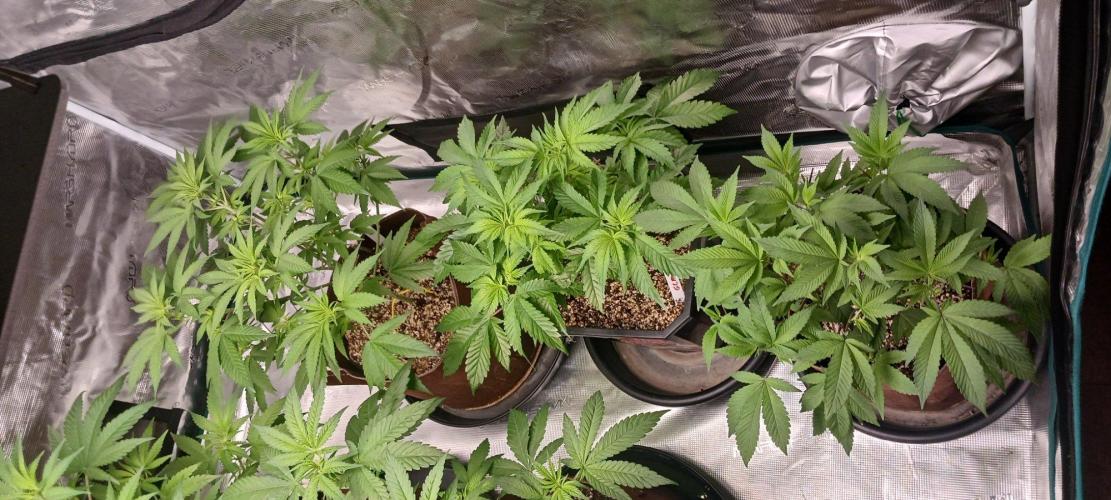 2nd 2026 PInk Kush 3 phenos Cuts. Week 7