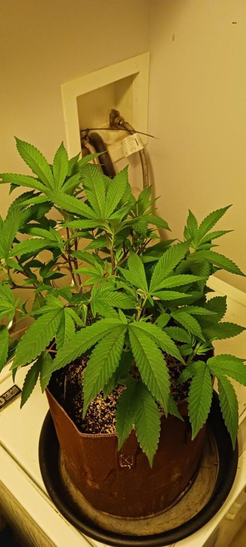 2nd 2026 PInk Kush 3 phenos Cuts. Week 7