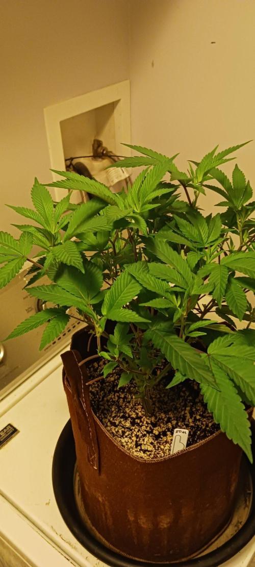2nd 2026 PInk Kush 3 phenos Cuts. Week 7