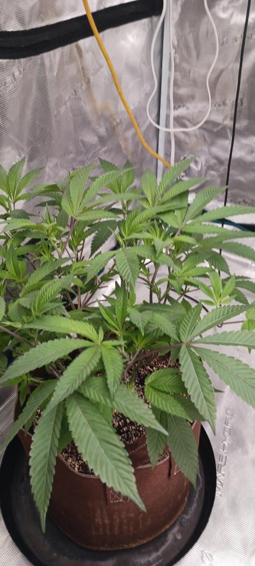 2nd 2026 PInk Kush 3 phenos Cuts. Week 7