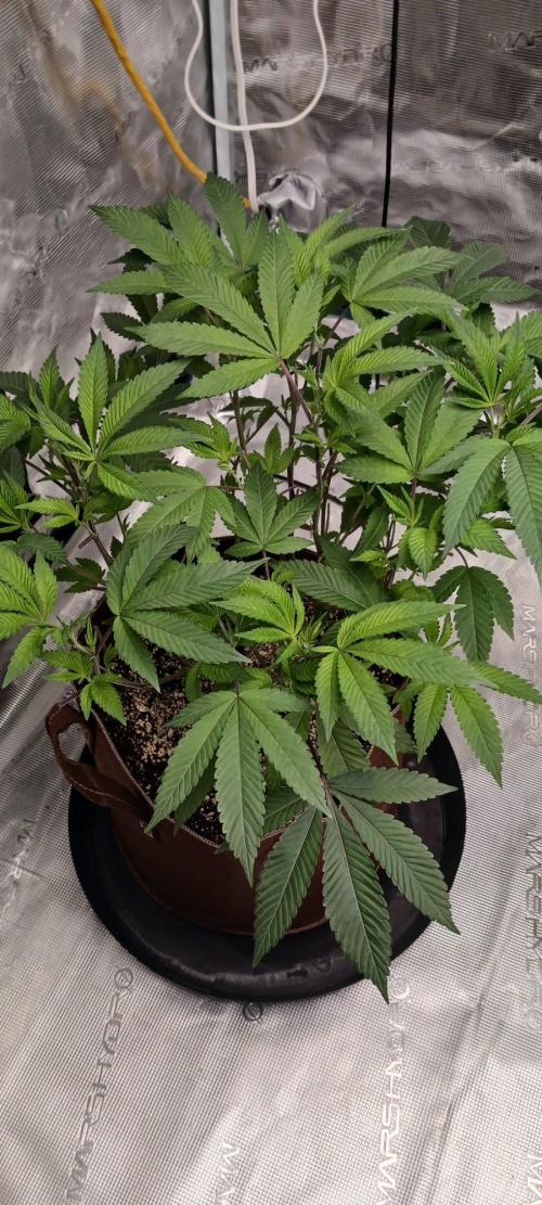 2nd 2026 PInk Kush 3 phenos Cuts. Week 7