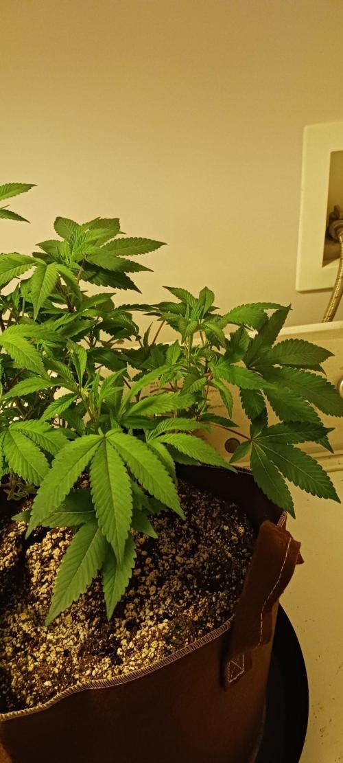 2nd 2026 PInk Kush 3 phenos Cuts. Week 7