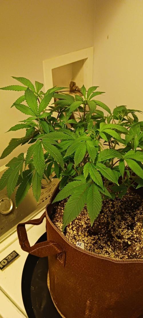 2nd 2026 PInk Kush 3 phenos Cuts. Week 7