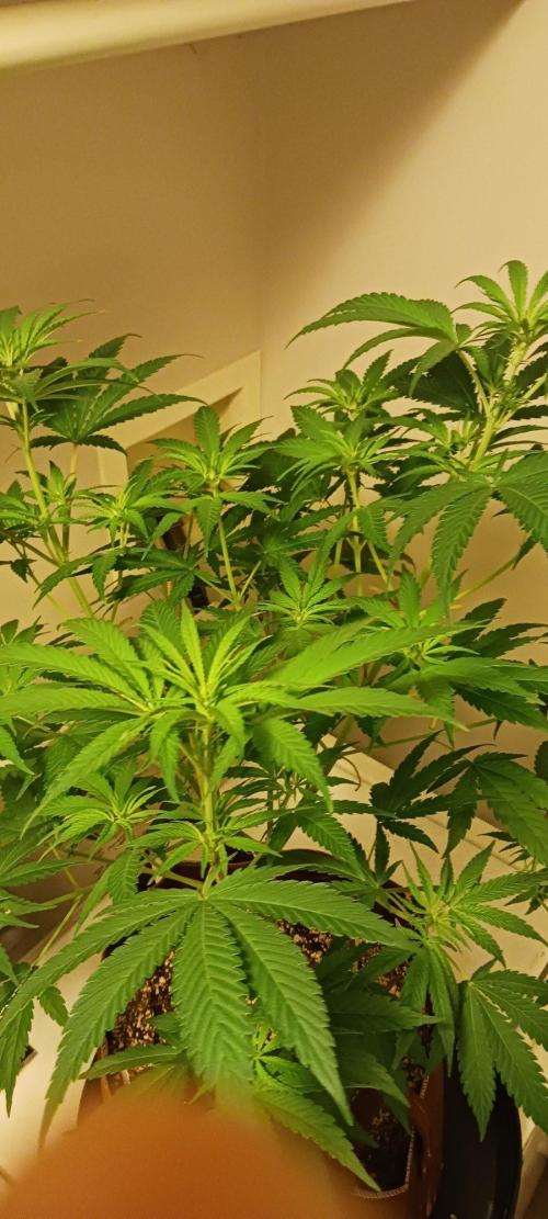 2nd 2026 PInk Kush 3 phenos Cuts. Week 8