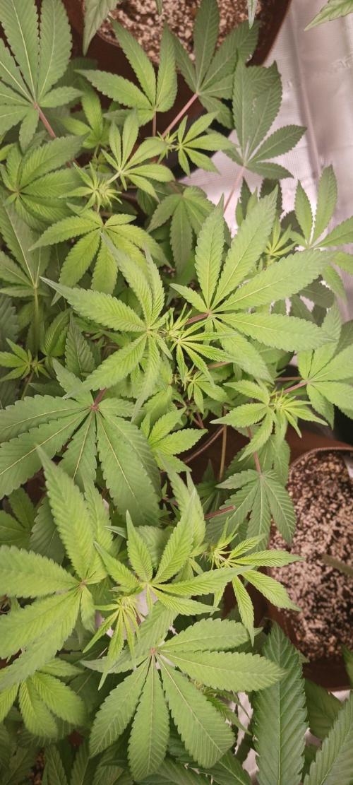 2nd 2026 PInk Kush 3 phenos Cuts. Week 9