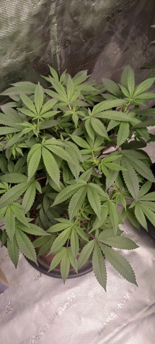2nd 2026 PInk Kush 3 phenos Cuts. Week 9