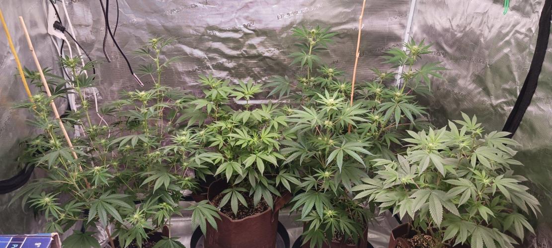 2nd 2026 PInk Kush 3 phenos Cuts. Week 10