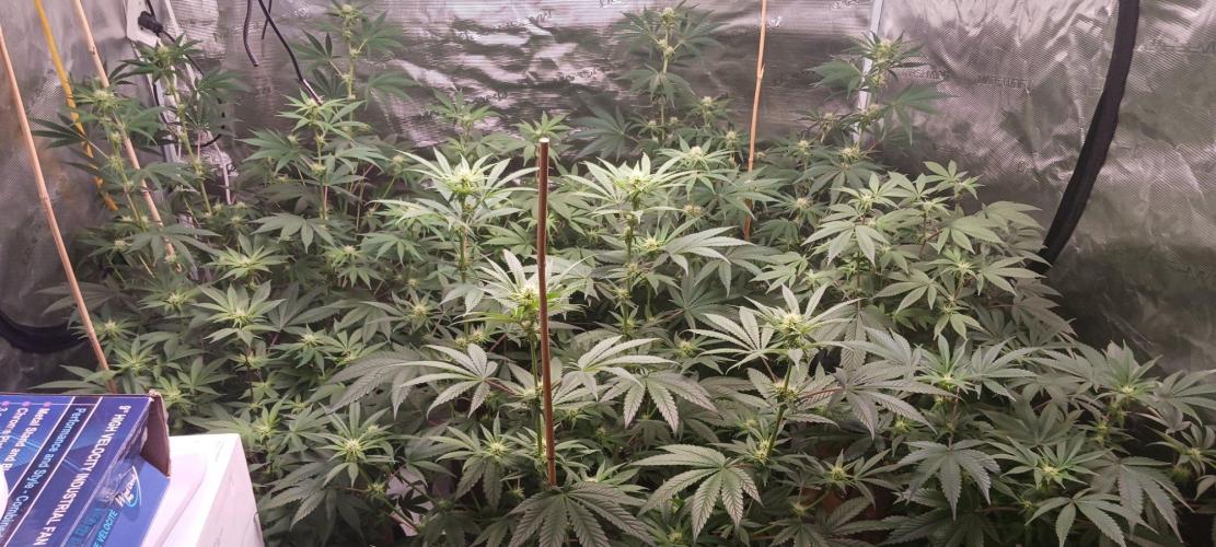 2nd 2026 PInk Kush 3 phenos Cuts. Week 10