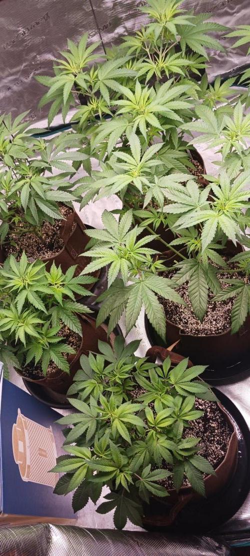 2nd 2026 PInk Kush 3 phenos Cuts. Week 7