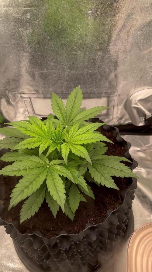 Kings juice Auto