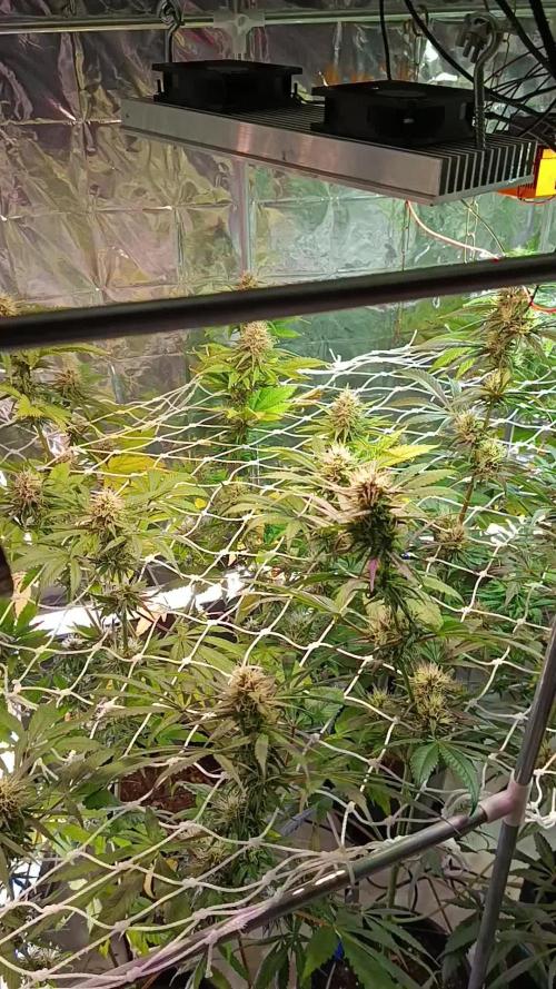 GG#4 and Purple Haze x Red Critical F1