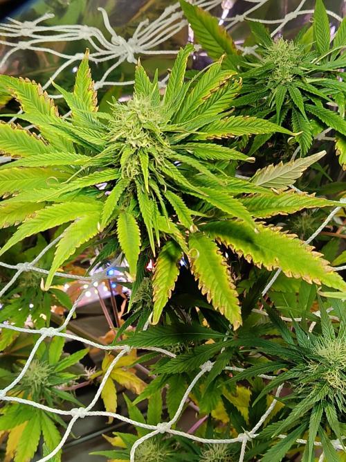 CaninhaSativa