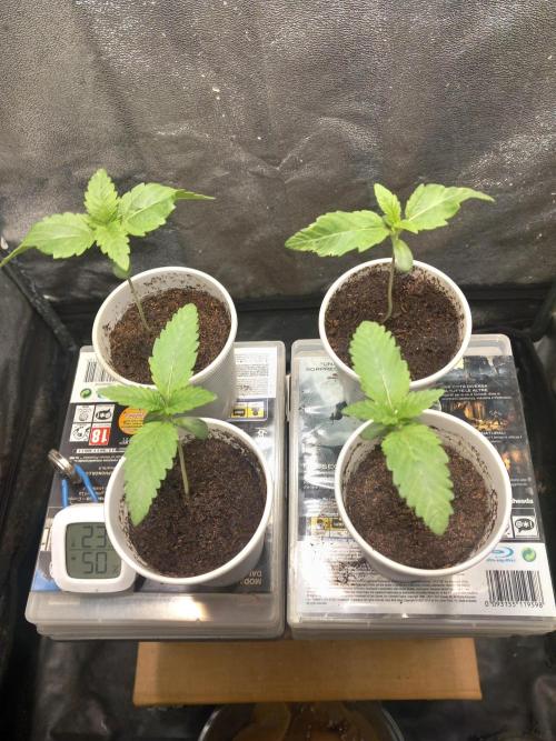 Test reg strains. Week 1
