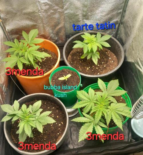 Test reg strains. Week 3
