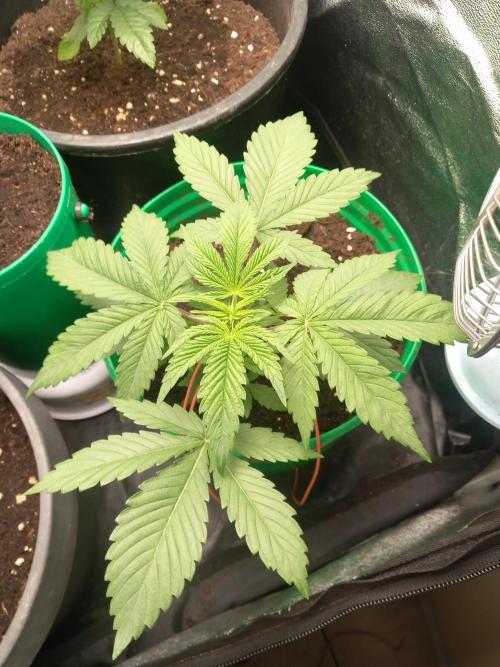 Test reg strains. Week 3