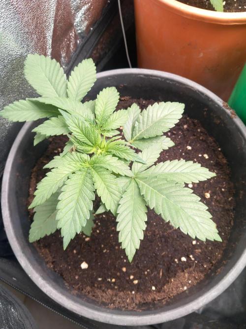 Test reg strains. Week 3