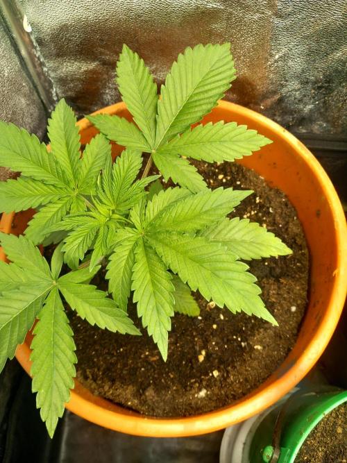 Test reg strains. Week 3