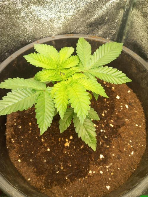 Test reg strains. Week 3