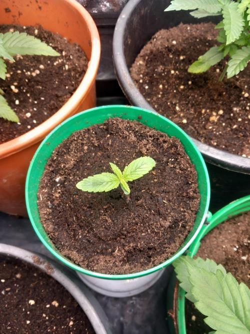 Test reg strains. Week 3