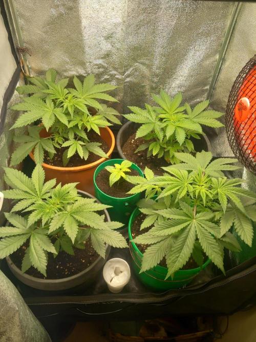 Test reg strains. Week 4