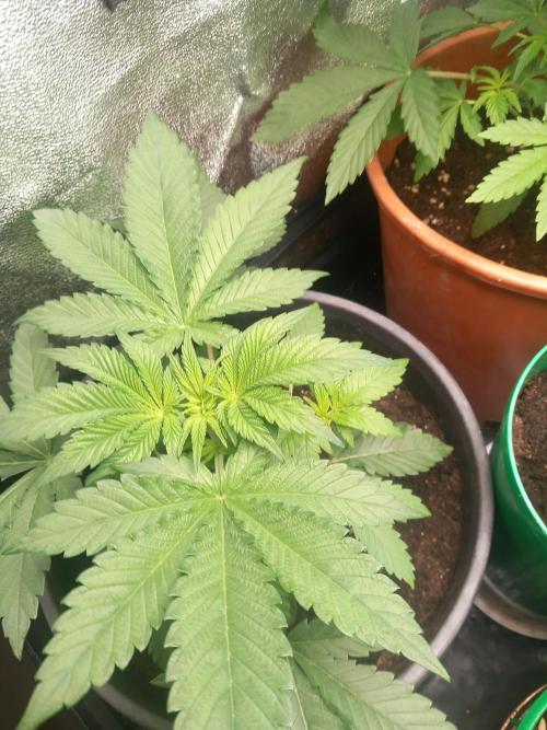 Test reg strains. Week 4