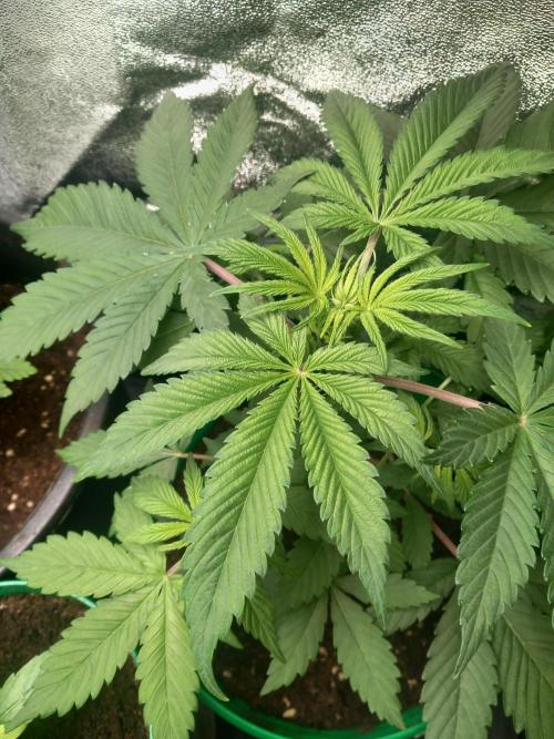 Test reg strains. Week 4