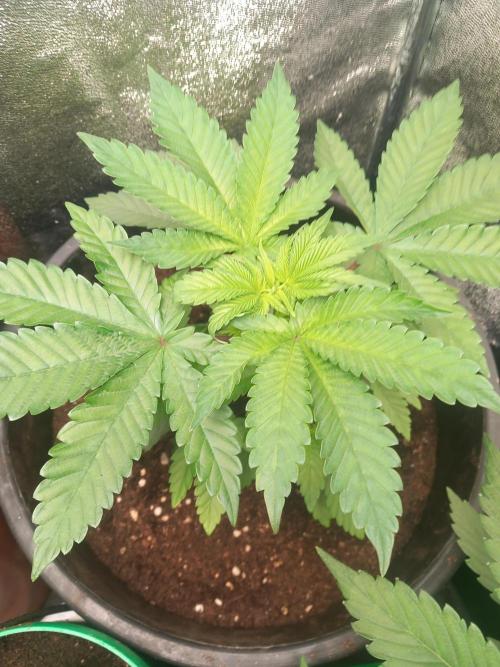 Test reg strains. Week 4