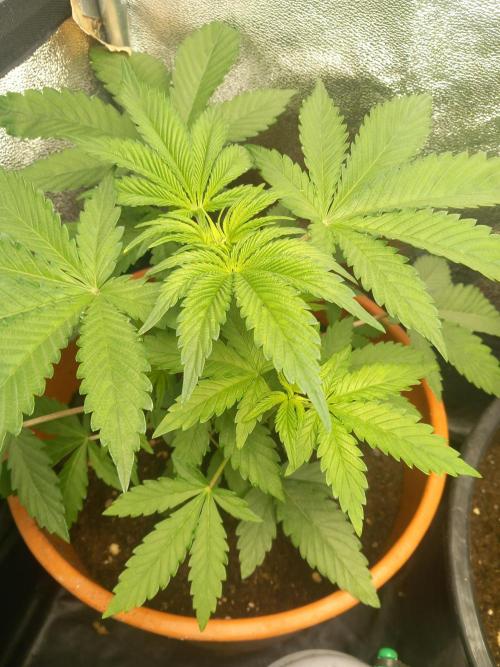 Test reg strains. Week 4