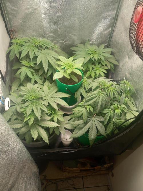 Test reg strains. Week 5