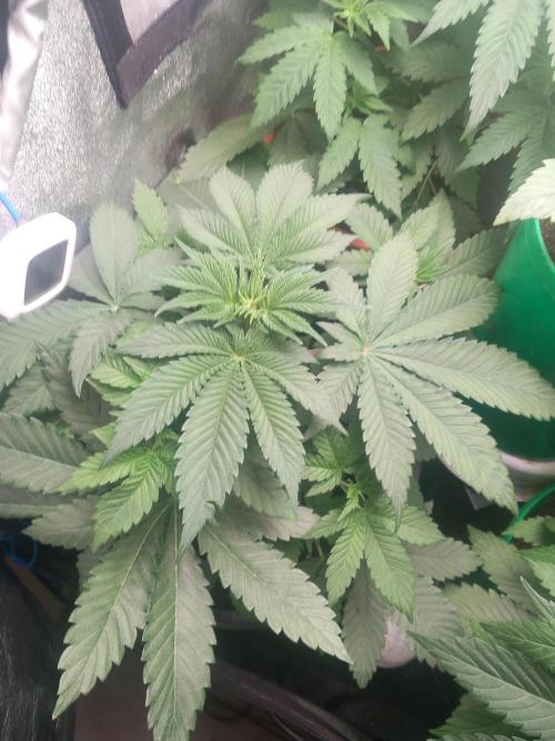 Test reg strains. Week 5 - 3menda
