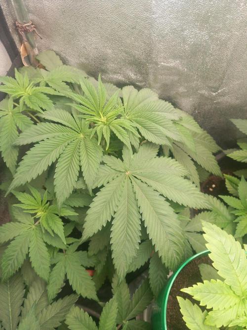 Test reg strains. Week 5 - 3menda